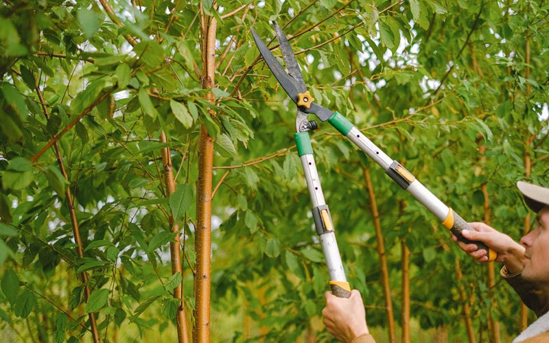 Tree trimming in Cincinnatus, NY